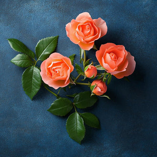 V2H8455113CA366E8046AF1DAC6DFD8B192R7528115P4